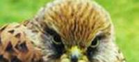Birds of Prey and Falconry Day - Bedfordshire