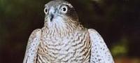 Falconry Course Surrey
