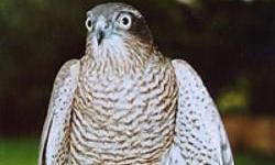 Falconry in Surrey