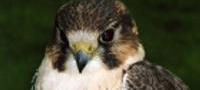 Keeper for a Day for Kids West Sussex