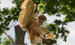 Falconry