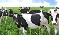 Farming & Countryside Experiences