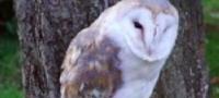 Birds of Prey Training in Sussex