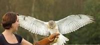 Falcon Experience Cheshire