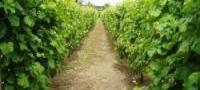 Wine Tours in Shropshire
