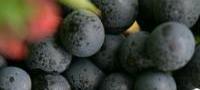Wine Tours in Sussex