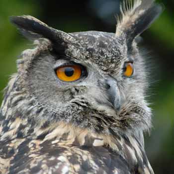 Junior Owl Experience