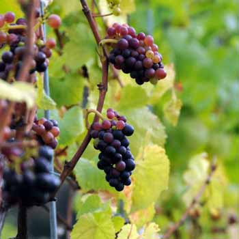 Grape Picking Surrey
