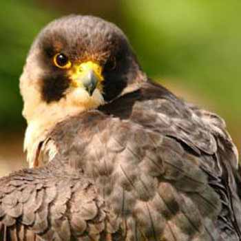 Birds of Prey Training in Sussex
