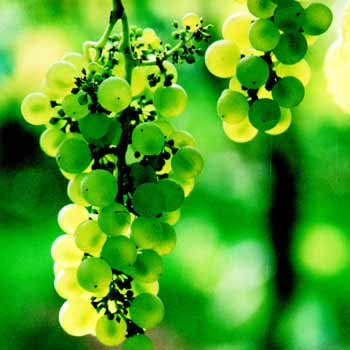 Vineyard Tour and Tasting 