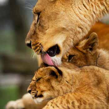Safari Photography Day Workshop