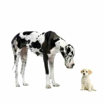 Nationwide Pet Pamper