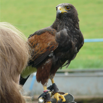 Nationwide Falconry Offer