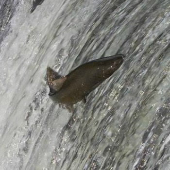 Salmon Fishing Day Scotland