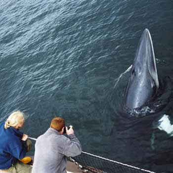 Whale Watching Isle of Mull