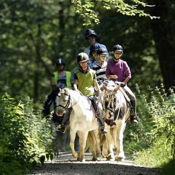 New Forest Riding Break