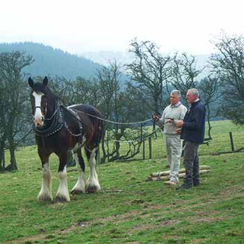 Shire Horse Experience Day