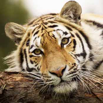 Half Day Photographic Safari