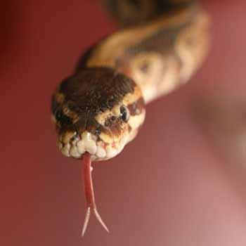 Spiders and Snakes Experience
