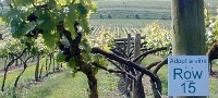 Adopt a Vine Gloucestershire