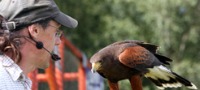 Full Day Falconry Fife
