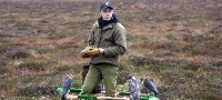 Half Day Falconry Fife