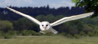 Falconry Herefordshire