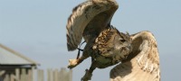 Full Day Falconry Dorset
