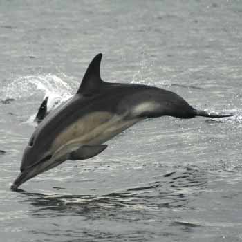 Atlantic Adventure in Cornwall