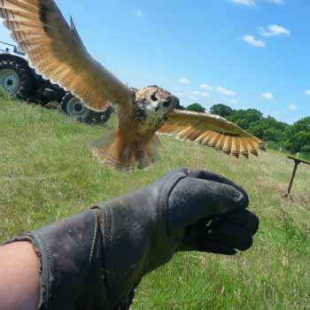 Falconry Kent - Birds of Prey Day Kent