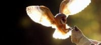 Falconry Devon