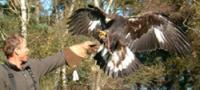 Hampshire Falcon Experience
