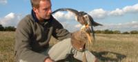 Falconry Kent - Birds of Prey Day Kent