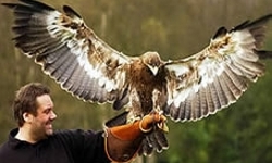 Falconry in Cheshire