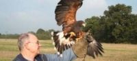 Falconry Essex