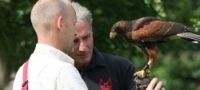 Falconry Essex