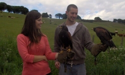 Falconry Lanarkshire