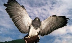Falconry in Lincolnshire