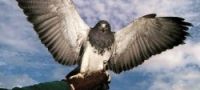 Peregrine Falcons - Eagle Owls Experience - Lincolnshire