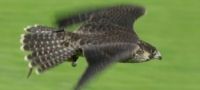 Falconry Northamptonshire