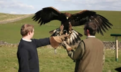 Family Falconry in Yorkshire
