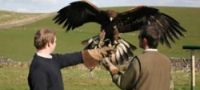 Bird of Prey Experience Yorkshire