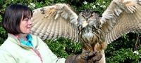 Falconry Shropshire