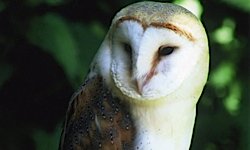 Birds of Prey in Sussex