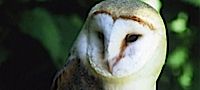 Birds of Prey Training in Sussex
