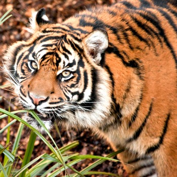 Feed Big Cats Experience