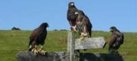 Falcons - Birds of Prey Devon