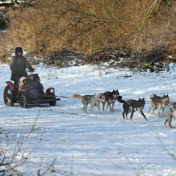 Husky Rides Sussex