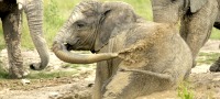 Half Day Photographic Safari