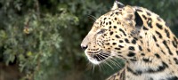 Big Cat Photographic Experience
